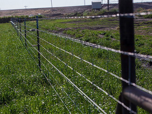 Cattle Fence