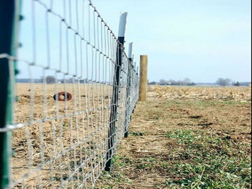 Cattle Fence