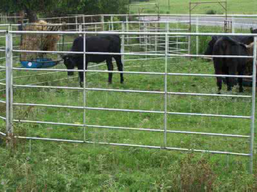 Cattle Yard Fence